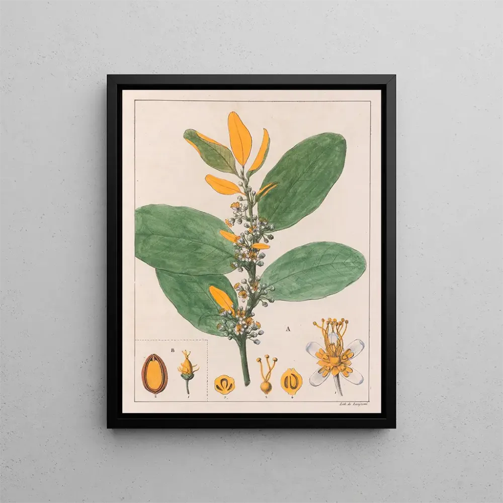 Maleri . Erythroxylum Suberosum B. Erythroxylum Deciduum - Auguste de Saint-Hilaire | Kunsttryk