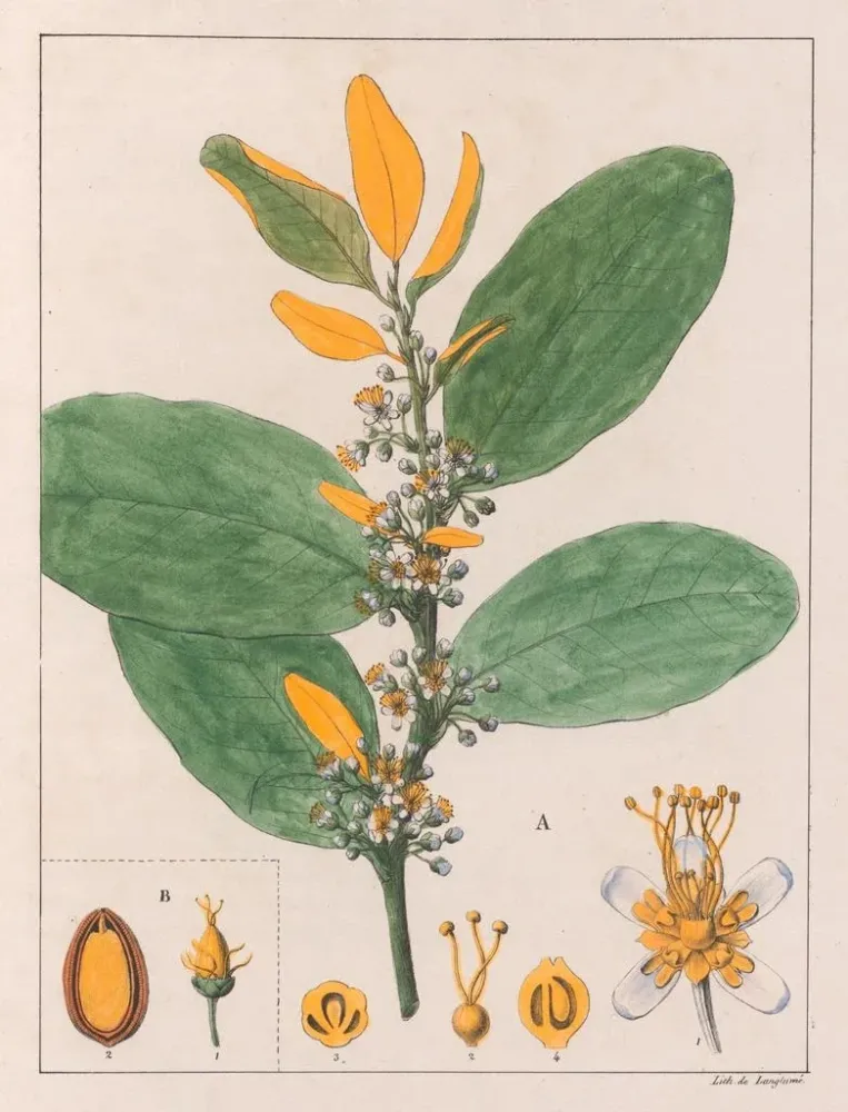 Maleri . Erythroxylum Suberosum B. Erythroxylum Deciduum - Auguste de Saint-Hilaire | Kunsttryk