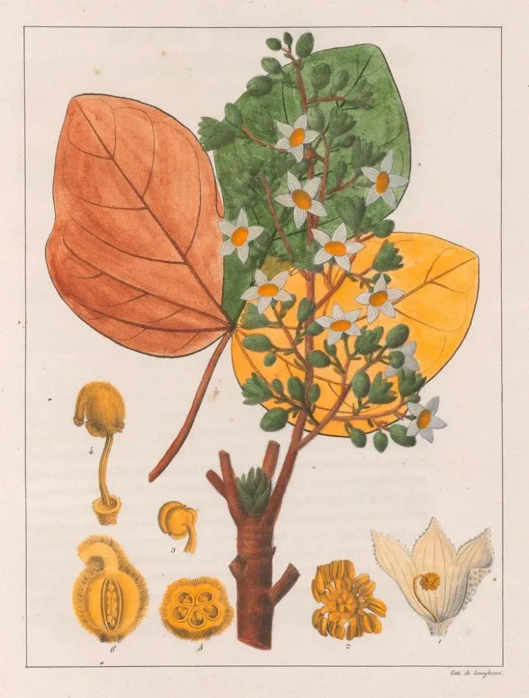 Maleri Fumier de chicha - Auguste de Saint-Hilaire | Kunsttryk