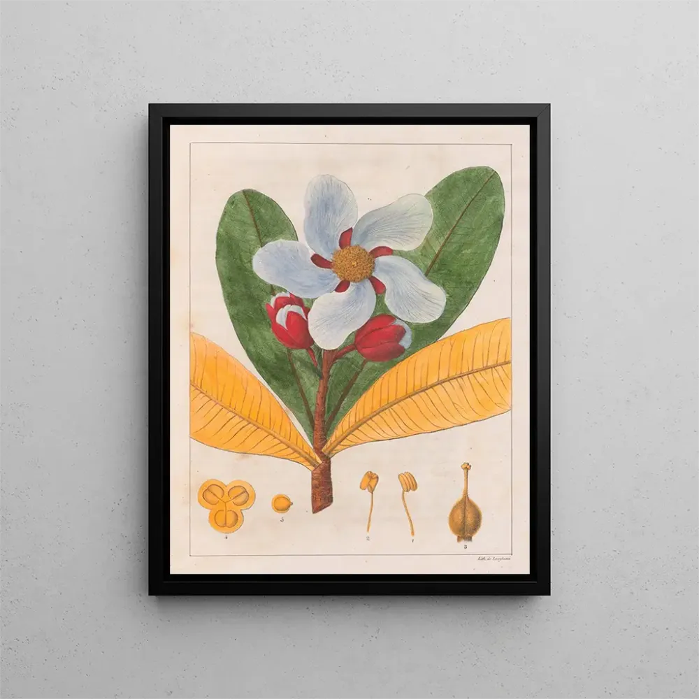 Maleri Kielmayera speciosa V.. - Auguste de Saint-Hilaire | Kunsttryk