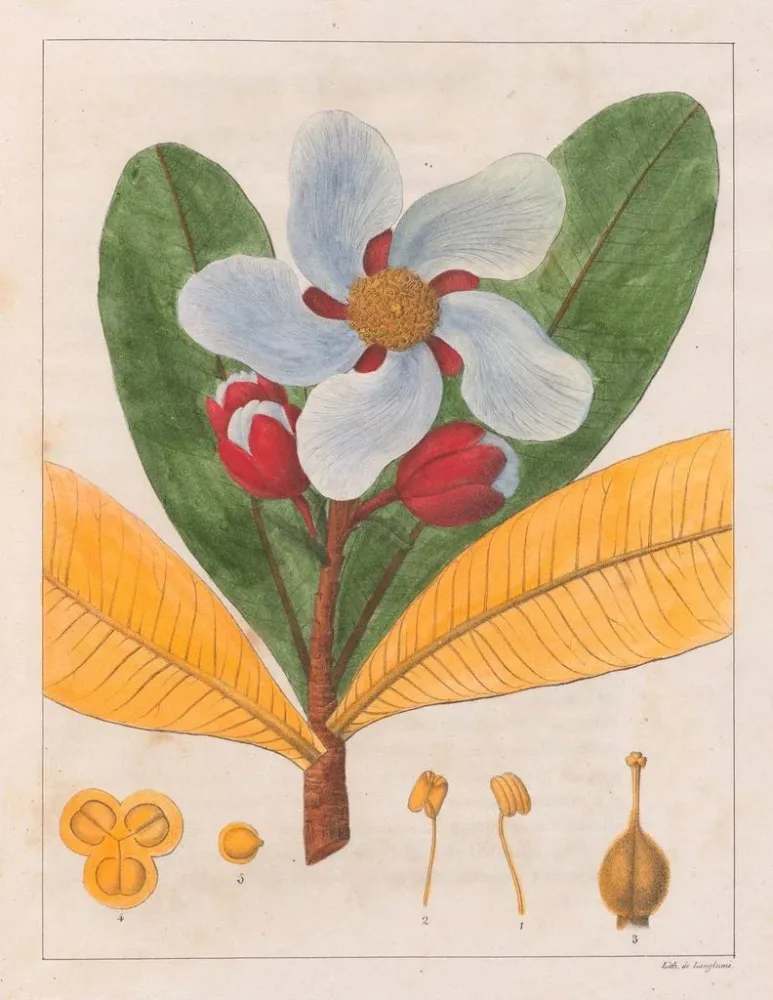 Maleri Kielmayera speciosa V.. - Auguste de Saint-Hilaire | Kunsttryk