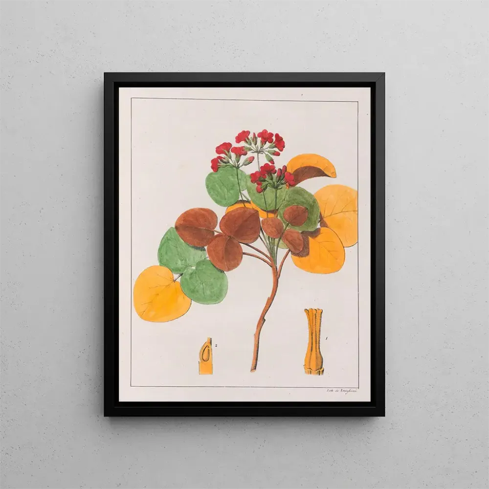 Maleri Oxalis cordata - Auguste de Saint-Hilaire | Kunsttryk