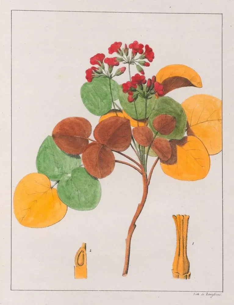 Maleri Oxalis cordata - Auguste de Saint-Hilaire | Kunsttryk
