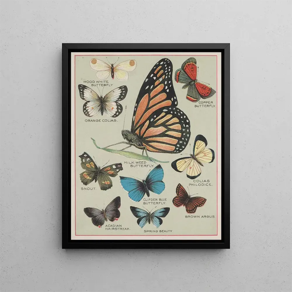 Maleri Papillons d'Amérique Pl2 - Chase Sanborn | Kunsttryk
