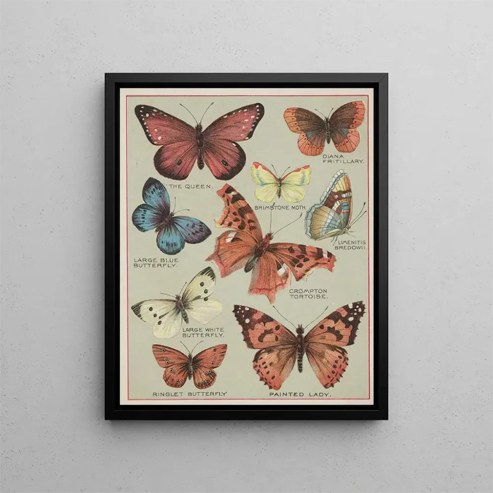 Maleri Papillons d'Amérique Pl3 - Chase Sanborn | Kunsttryk Source: Tableau Papillons d'Amérique Pl3 - Chase Sanborn | Rep...