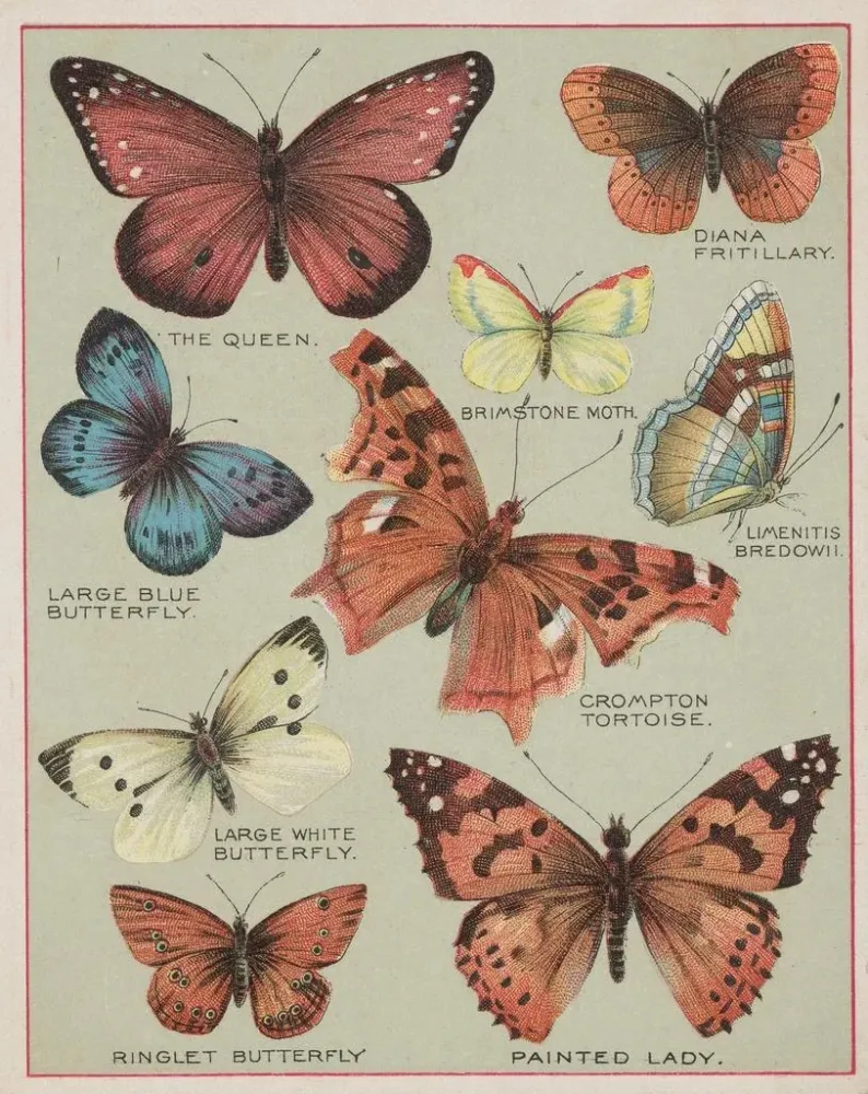 Maleri Papillons d'Amérique Pl3 - Chase Sanborn | Kunsttryk Source: Tableau Papillons d'Amérique Pl3 - Chase Sanborn | Rep...