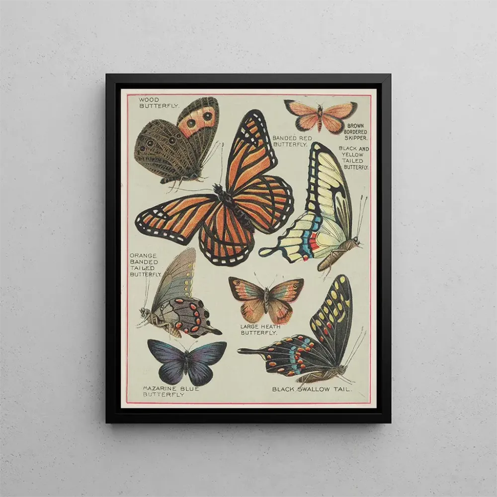 Maleri Papillons d'Amérique Pl7 - Chase Sanborn | Kunsttryk