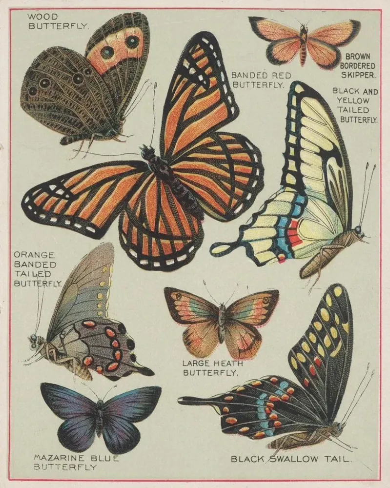 Maleri Papillons d'Amérique Pl7 - Chase Sanborn | Kunsttryk