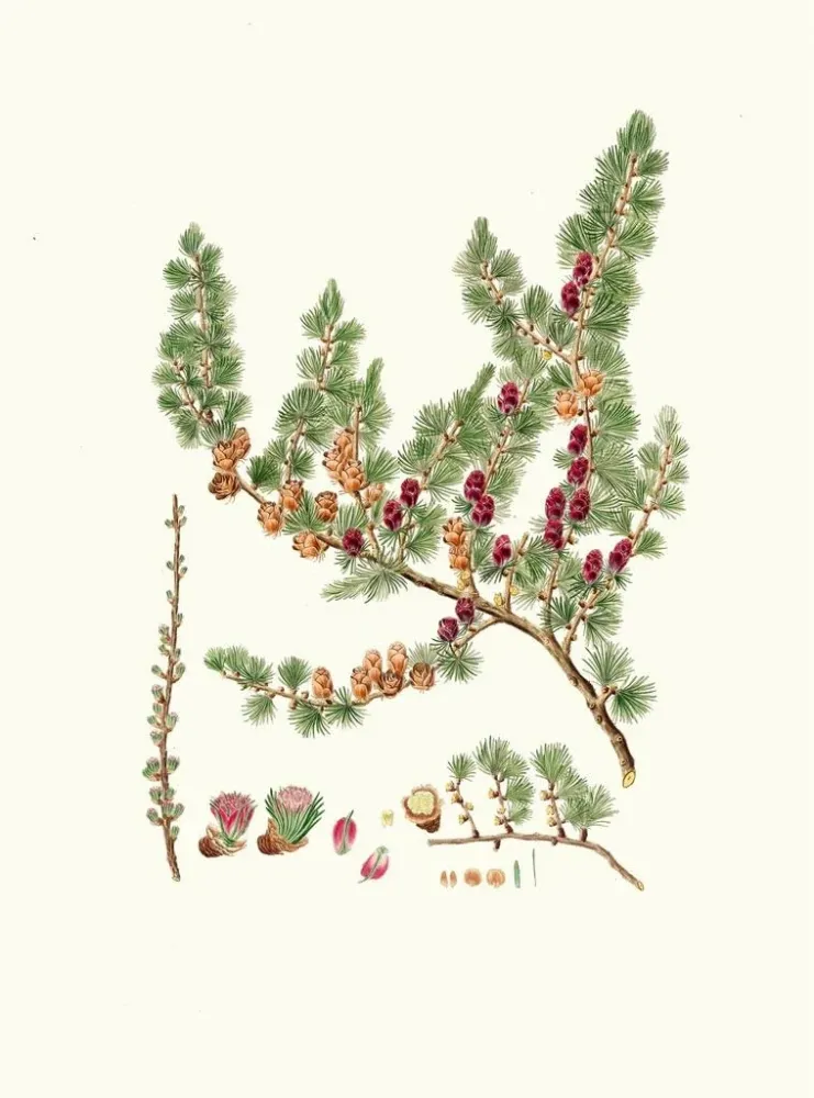 Maleri Pinus microcarpa, rød lærk - Aylmer Bourke Lambert | Kunsttryk