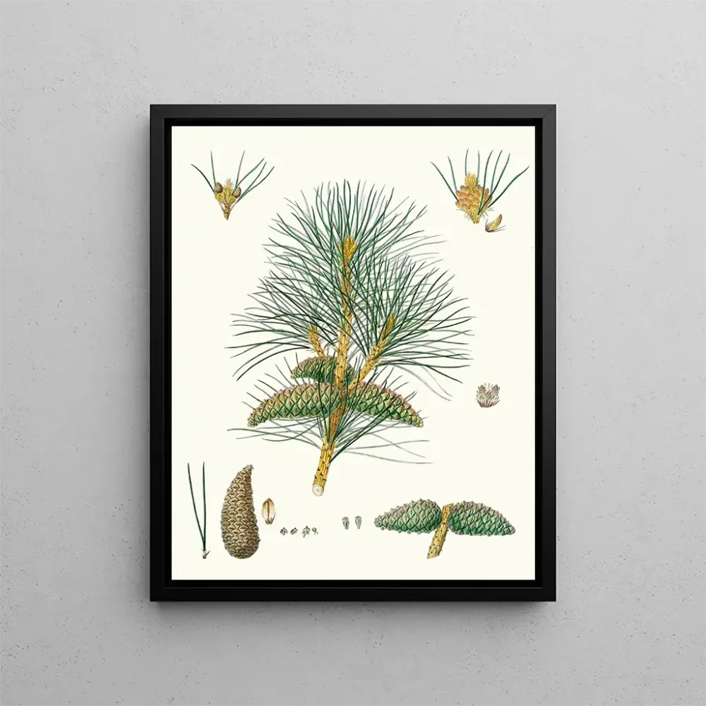 Maleri Pinus pallasiana, pin tartare - Aylmer Bourke Lambert | Kunsttryk
