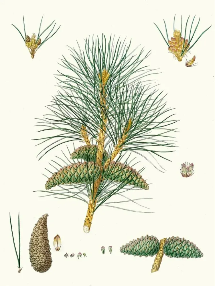 Maleri Pinus pallasiana, pin tartare - Aylmer Bourke Lambert | Kunsttryk