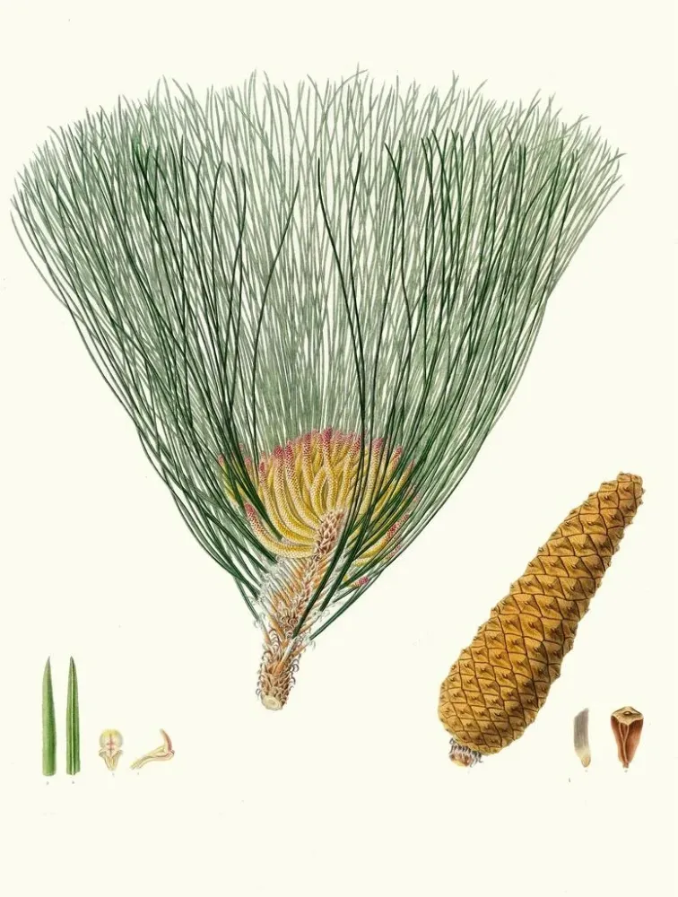 Maleri Pinus palustris - Aylmer Bourke Lambert | Kunsttryk