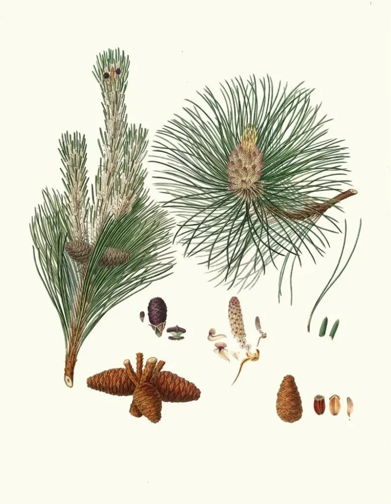 Maleri Pinus resinosa - Aylmer Bourke Lambert