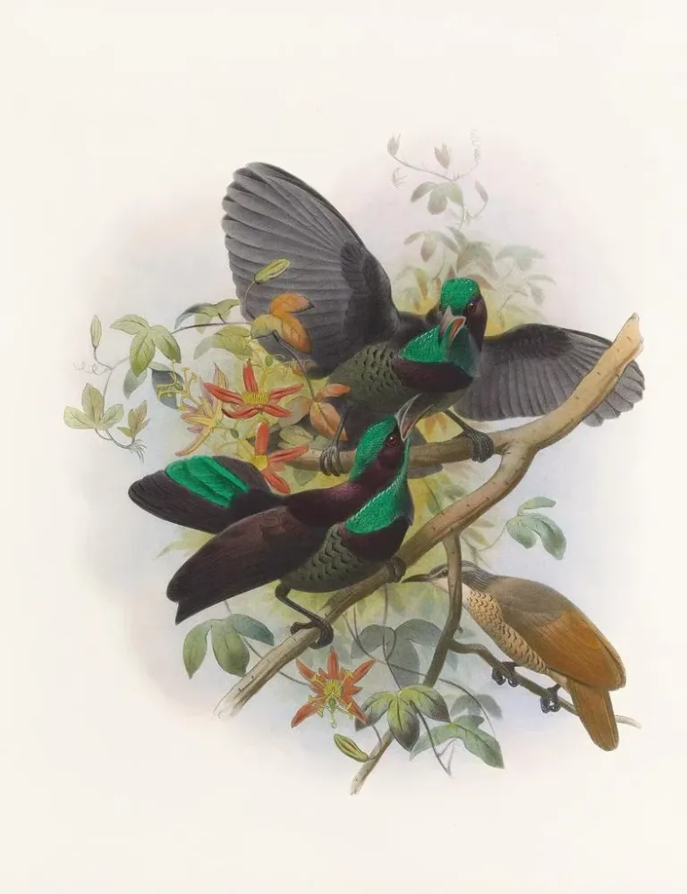 Maleri Ptiloris Victorie - Daniel Giraud Elliot | Kunsttryk