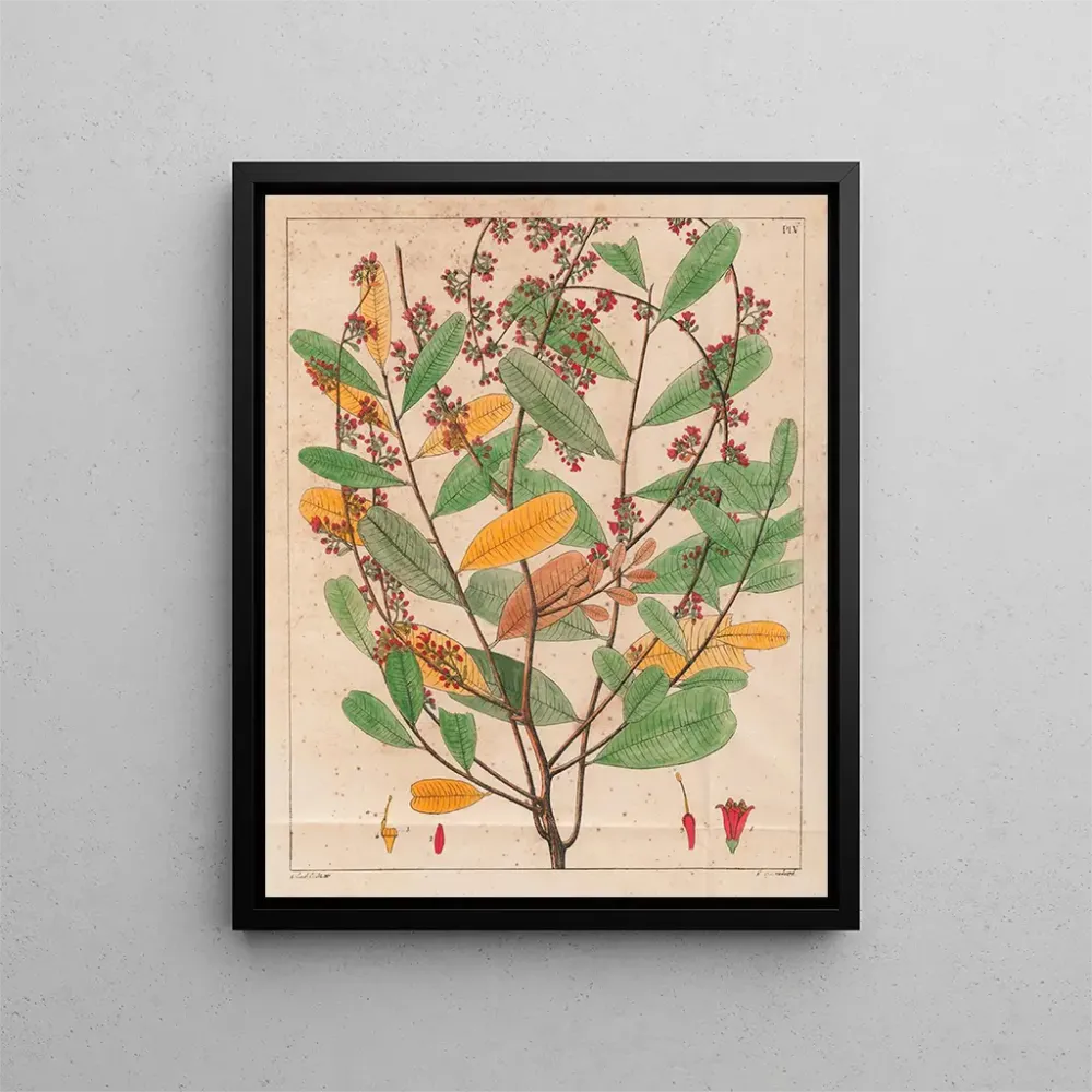 Maleri Simaruba versicolor - Auguste de Saint-Hilaire | Kunsttryk