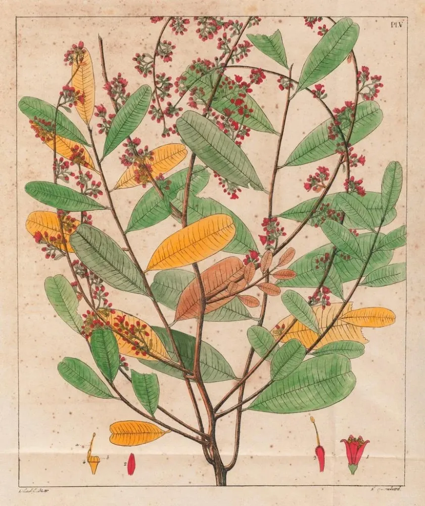 Maleri Simaruba versicolor - Auguste de Saint-Hilaire | Kunsttryk
