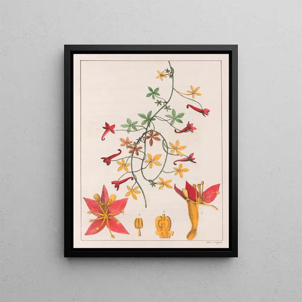 Maleri Tropaeolum pentaphyllum - Auguste de Saint-Hilaire | Kunsttryk