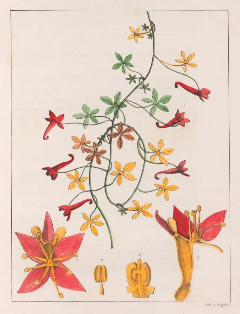 Maleri Tropaeolum pentaphyllum - Auguste de Saint-Hilaire | Kunsttryk