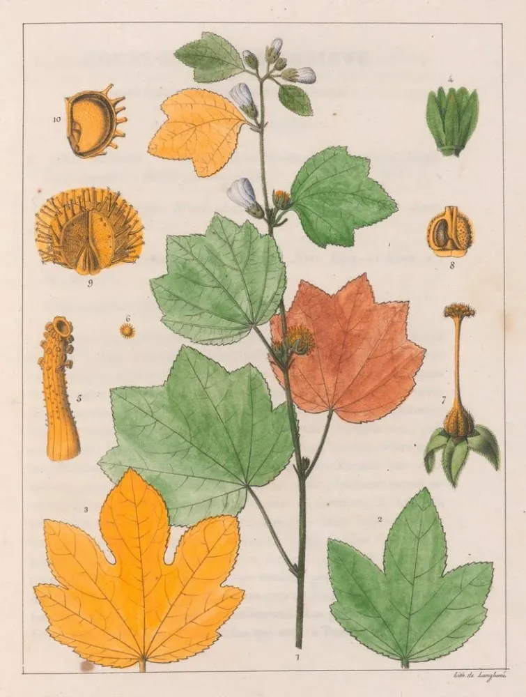 Maleri Urena lobata - Auguste de Saint-Hilaire | Kunsttryk