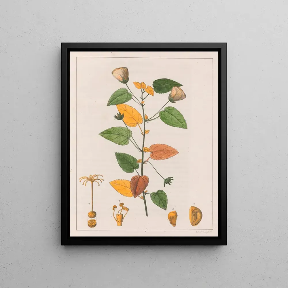 Pavonia diuretica-maleri - Auguste de Saint-Hilaire | Kunsttryk