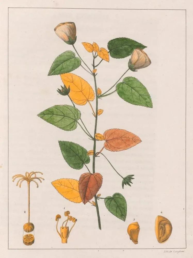 Pavonia diuretica-maleri - Auguste de Saint-Hilaire | Kunsttryk