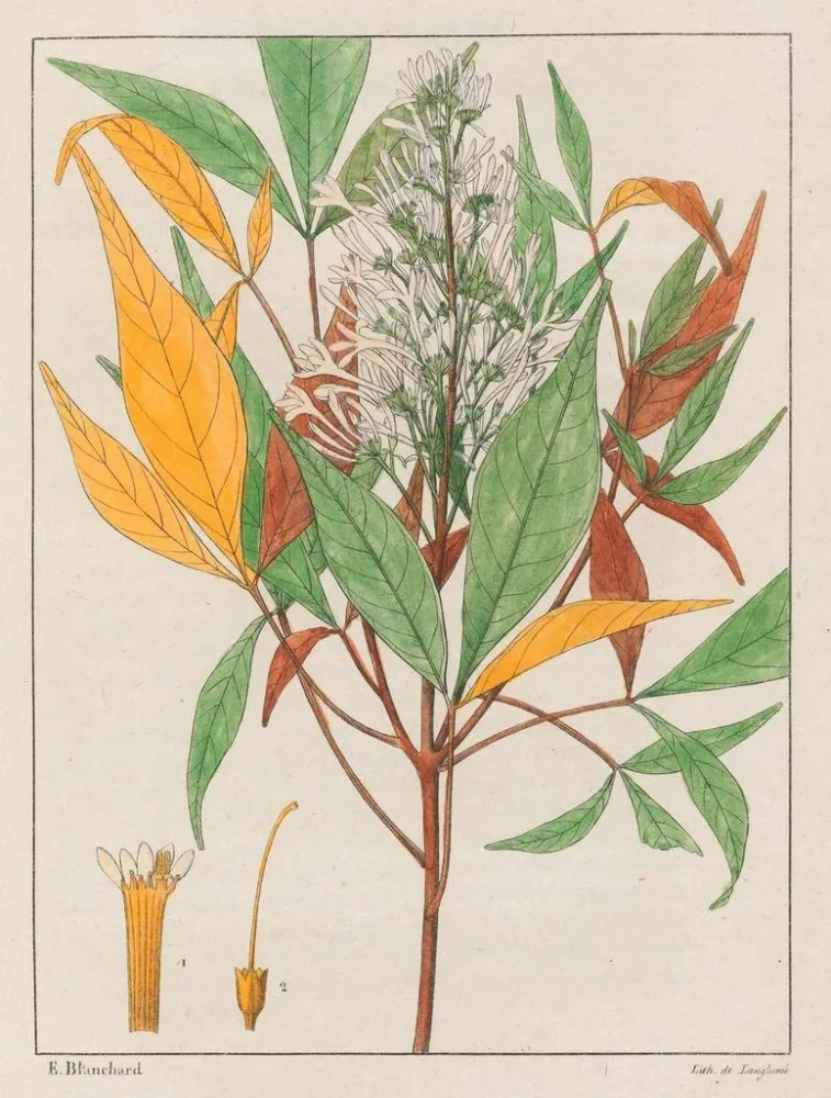 Ticorea febrifuga-maleri - Auguste de Saint-Hilaire | Kunsttryk