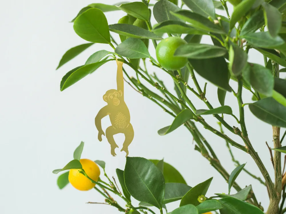 Chimpanse Another Studio