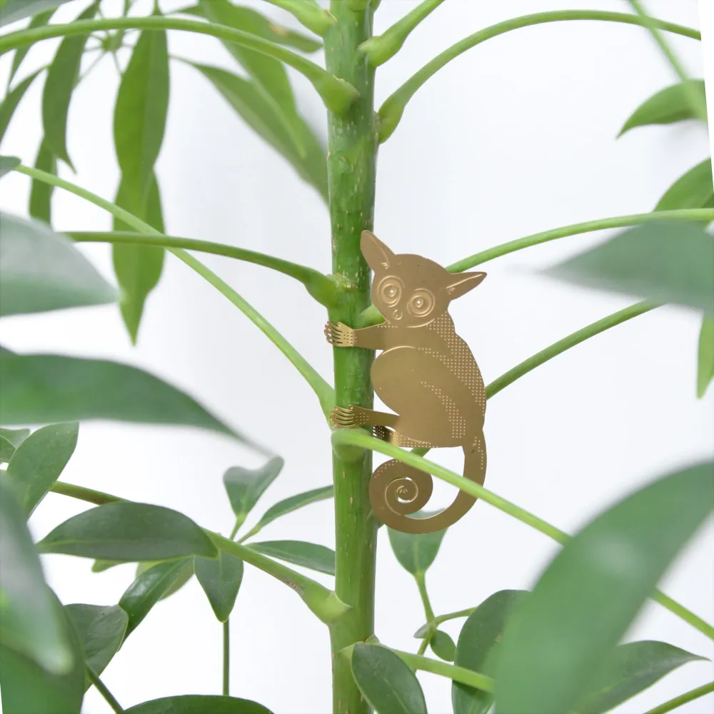 Bush Baby