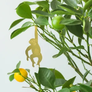 Chimpanse