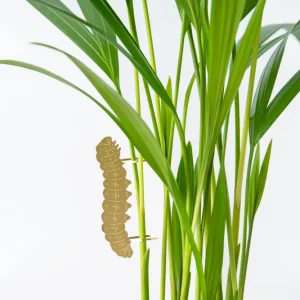 Sommerfuglelarve