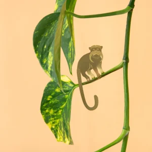 Tamarin