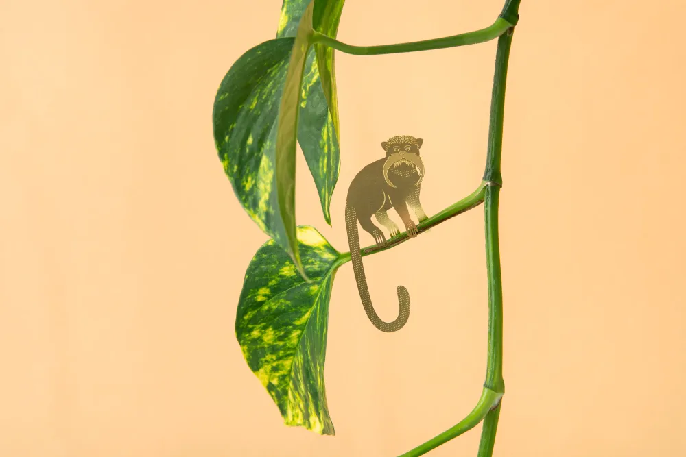 Tamarin