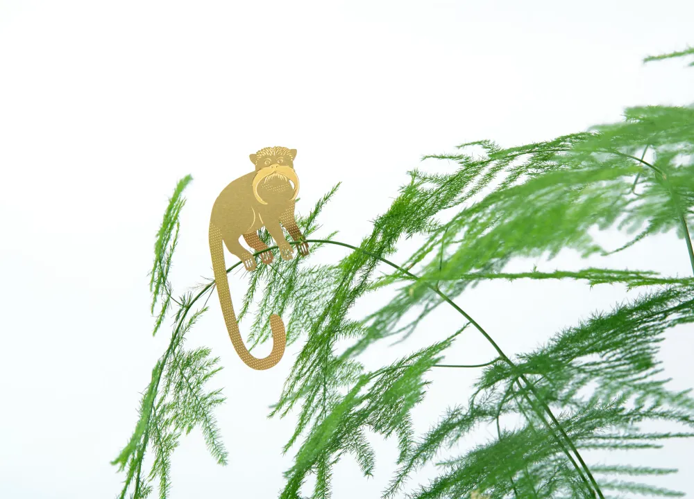 Tamarin