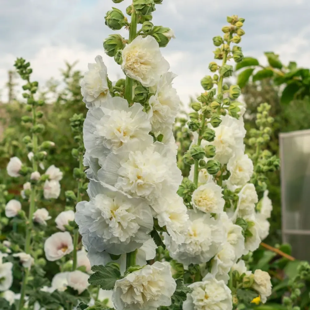 Stokrose 'Chater's Double White'