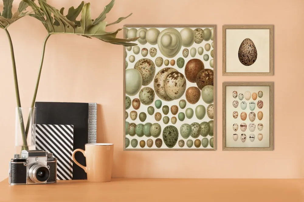 European eggs 30x40