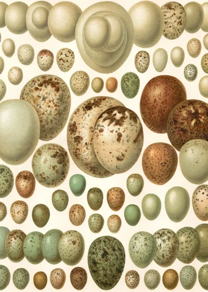 European eggs 30x40