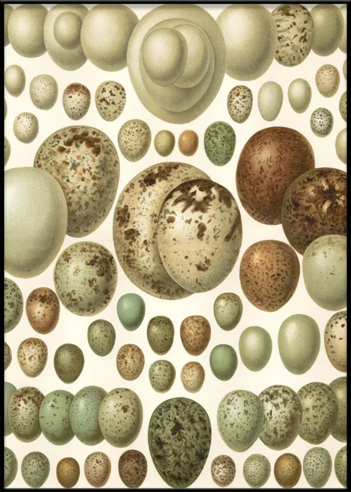 European eggs 30x40