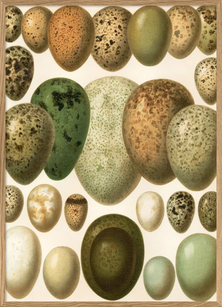 European eggs 30x40