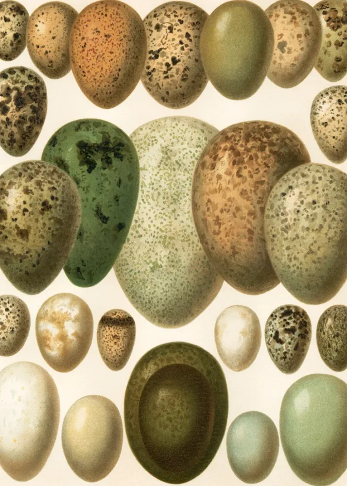 European eggs 30x40