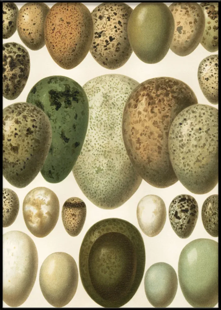 European eggs 30x40
