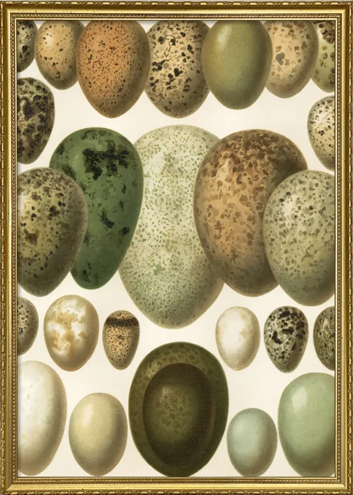 European eggs 30x40