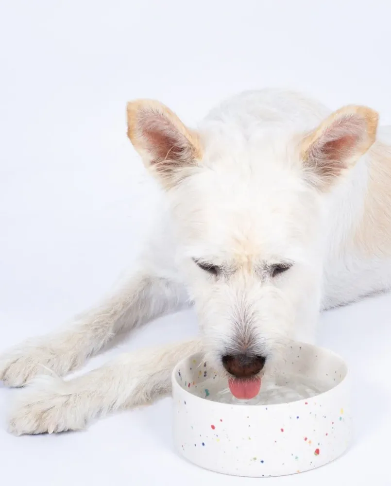 New Party Pet Bowl 14cm Sæt 2 Hvid MT